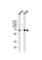 Nemo Like Kinase antibody, abx034924, Abbexa, Western Blot image 