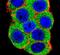 Ubiquitin Protein Ligase E3A antibody, PA5-12038, Invitrogen Antibodies, Immunofluorescence image 