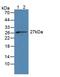 CD7 Molecule antibody, LS-C374252, Lifespan Biosciences, Western Blot image 