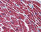 Hydroxyacyl-CoA Dehydrogenase antibody, 51-955, ProSci, Immunohistochemistry frozen image 
