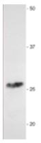 Myelin Protein Zero antibody, AP31820PU-N, Origene, Western Blot image 