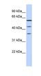 PHD Finger Protein 23 antibody, orb325663, Biorbyt, Western Blot image 