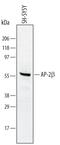Transcription Factor AP-2 Beta antibody, AF5634, R&D Systems, Western Blot image 