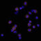 Lymphocyte Antigen 75 antibody, AF2047, R&D Systems, Immunocytochemistry image 