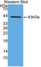 C-C Motif Chemokine Ligand 22 antibody, LS-C314375, Lifespan Biosciences, Western Blot image 