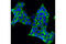 Ubiquitin Specific Peptidase 10 antibody, 5553S, Cell Signaling Technology, Immunofluorescence image 