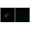 Mitochondrial Ribosomal Protein S21 antibody, A14514, Boster Biological Technology, Immunohistochemistry paraffin image 