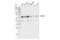 YTH N6-Methyladenosine RNA Binding Protein 2 antibody, 80014S, Cell Signaling Technology, Western Blot image 