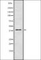 Apoptosis Inducing Factor Mitochondria Associated 2 antibody, orb337432, Biorbyt, Western Blot image 