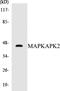 MAPK Activated Protein Kinase 2 antibody, EKC1349, Boster Biological Technology, Western Blot image 