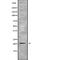 Sialomucin core protein 24 antibody, abx149051, Abbexa, Western Blot image 