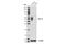 Programmed Cell Death 1 Ligand 2 antibody, 82723S, Cell Signaling Technology, Western Blot image 