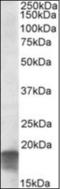 Succinate Dehydrogenase Complex Assembly Factor 1 antibody, orb375519, Biorbyt, Western Blot image 