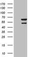 Chromodomain Y-Linked 2B antibody, CF810485, Origene, Western Blot image 