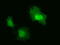 Interleukin-36 alpha antibody, LS-C115396, Lifespan Biosciences, Immunofluorescence image 