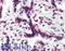 Aryl Hydrocarbon Receptor antibody, LS-B6002, Lifespan Biosciences, Immunohistochemistry paraffin image 