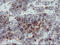 Myosin Light Chain 7 antibody, LS-C175166, Lifespan Biosciences, Immunohistochemistry frozen image 