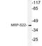 Mitochondrial Ribosomal Protein S22 antibody, LS-C177468, Lifespan Biosciences, Western Blot image 