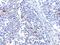 Interferon Induced With Helicase C Domain 1 antibody, NBP1-76761, Novus Biologicals, Immunohistochemistry paraffin image 