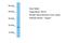 Testis-expressed sequence 19 protein antibody, A14195, Boster Biological Technology, Western Blot image 