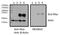 Zic Family Member 2 antibody, LS-C154839, Lifespan Biosciences, Western Blot image 