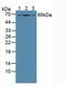 Growth Factor Receptor Bound Protein 10 antibody, LS-C704365, Lifespan Biosciences, Western Blot image 