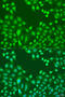 CCCTC-Binding Factor antibody, 14-881, ProSci, Immunofluorescence image 