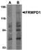 FERM And PDZ Domain Containing 1 antibody, orb75297, Biorbyt, Western Blot image 