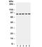 CD36 Molecule antibody, R31985, NSJ Bioreagents, Western Blot image 