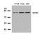 MDM2 Proto-Oncogene antibody, A00054-1, Boster Biological Technology, Western Blot image 