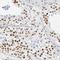 Homeobox A6 antibody, HPA004203, Atlas Antibodies, Immunohistochemistry frozen image 