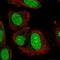 TRNA Methyltransferase 6 antibody, PA5-65616, Invitrogen Antibodies, Immunofluorescence image 