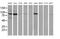 Bmk1 antibody, MA5-25351, Invitrogen Antibodies, Western Blot image 