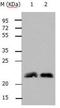 Ras Homolog Family Member B antibody, orb107458, Biorbyt, Western Blot image 