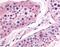 Prostaglandin E Synthase antibody, 13809, QED Bioscience, Immunohistochemistry paraffin image 