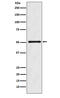 Ornithine Decarboxylase 1 antibody, M03138-2, Boster Biological Technology, Western Blot image 