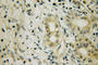 Frizzled Related Protein antibody, 12884-1-AP, Proteintech Group, Immunohistochemistry frozen image 