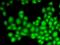 Cullin 4B antibody, orb167314, Biorbyt, Immunofluorescence image 