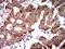 Cellular Retinoic Acid Binding Protein 2 antibody, orb213773, Biorbyt, Immunohistochemistry paraffin image 