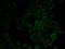 Moesin antibody, A00766, Boster Biological Technology, Western Blot image 