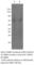 Dihydropyrimidinase Like 4 antibody, DRP4-401AP, FabGennix, Western Blot image 