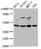 Proliferation-Associated 2G4 antibody, CSB-PA891987LA01HU, Cusabio, Western Blot image 