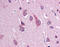 Sodium channel subunit beta-2 antibody, 51-062, ProSci, Immunohistochemistry paraffin image 