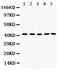 G Protein Subunit Alpha Q antibody, PB9707, Boster Biological Technology, Western Blot image 