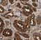 FKBP Prolyl Isomerase 4 antibody, FNab03142, FineTest, Immunohistochemistry paraffin image 