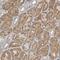 Kynurenine Aminotransferase 1 antibody, NBP1-83315, Novus Biologicals, Immunohistochemistry frozen image 