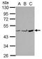 Protein Phosphatase Methylesterase 1 antibody, GTX115970, GeneTex, Western Blot image 
