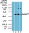 Nicotinamide Phosphoribosyltransferase antibody, NBP2-23667, Novus Biologicals, Western Blot image 