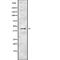 Bone Morphogenetic Protein 8b antibody, abx148663, Abbexa, Western Blot image 