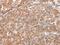 Defensin Beta 1 antibody, PA5-51286, Invitrogen Antibodies, Immunohistochemistry frozen image 